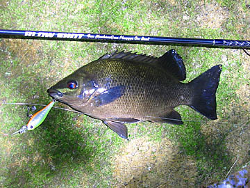 Black Bream